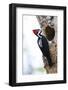 Brazil, The Pantanal, Female crimson-crested woodpecker at the nest hole.-Ellen Goff-Framed Photographic Print