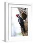 Brazil, The Pantanal, Female crimson-crested woodpecker at the nest hole.-Ellen Goff-Framed Photographic Print