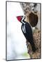 Brazil, The Pantanal, Female crimson-crested woodpecker at the nest hole.-Ellen Goff-Mounted Photographic Print