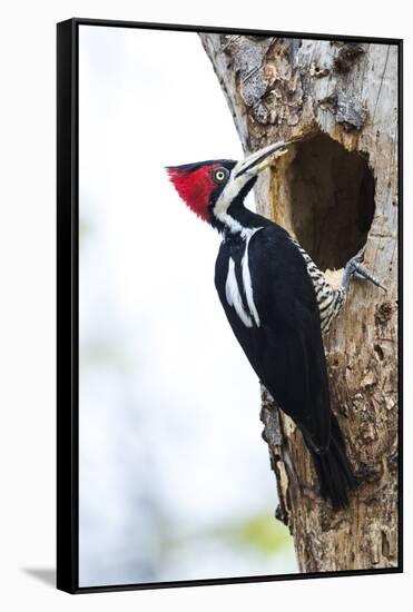Brazil, The Pantanal, Female crimson-crested woodpecker at the nest hole.-Ellen Goff-Framed Stretched Canvas