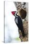 Brazil, The Pantanal, Female crimson-crested woodpecker at the nest hole.-Ellen Goff-Stretched Canvas
