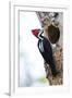 Brazil, The Pantanal, Female crimson-crested woodpecker at the nest hole.-Ellen Goff-Framed Premium Photographic Print