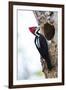 Brazil, The Pantanal, Female crimson-crested woodpecker at the nest hole.-Ellen Goff-Framed Premium Photographic Print