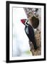 Brazil, The Pantanal, Female crimson-crested woodpecker at the nest hole.-Ellen Goff-Framed Premium Photographic Print