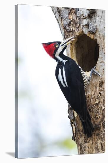 Brazil, The Pantanal, Female crimson-crested woodpecker at the nest hole.-Ellen Goff-Stretched Canvas