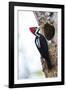 Brazil, The Pantanal, Female crimson-crested woodpecker at the nest hole.-Ellen Goff-Framed Photographic Print