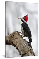 Brazil, The Pantanal. Female crimson-crested woodpecker.-Ellen Goff-Stretched Canvas