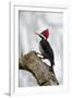 Brazil, The Pantanal. Female crimson-crested woodpecker.-Ellen Goff-Framed Premium Photographic Print