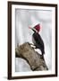Brazil, The Pantanal. Female crimson-crested woodpecker.-Ellen Goff-Framed Premium Photographic Print
