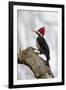 Brazil, The Pantanal. Female crimson-crested woodpecker.-Ellen Goff-Framed Premium Photographic Print