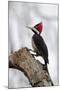 Brazil, The Pantanal. Female crimson-crested woodpecker.-Ellen Goff-Mounted Premium Photographic Print