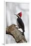 Brazil, The Pantanal. Female crimson-crested woodpecker.-Ellen Goff-Framed Photographic Print