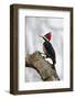 Brazil, The Pantanal. Female crimson-crested woodpecker.-Ellen Goff-Framed Photographic Print