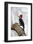 Brazil, The Pantanal. Female crimson-crested woodpecker.-Ellen Goff-Framed Photographic Print