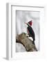 Brazil, The Pantanal. Female crimson-crested woodpecker.-Ellen Goff-Framed Photographic Print