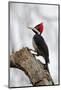 Brazil, The Pantanal. Female crimson-crested woodpecker.-Ellen Goff-Mounted Photographic Print