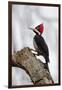 Brazil, The Pantanal. Female crimson-crested woodpecker.-Ellen Goff-Framed Premium Photographic Print