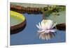 Brazil, The Pantanal, flower of the giant lily pad.-Ellen Goff-Framed Photographic Print