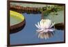 Brazil, The Pantanal, flower of the giant lily pad.-Ellen Goff-Framed Photographic Print