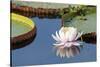 Brazil, The Pantanal, flower of the giant lily pad.-Ellen Goff-Stretched Canvas