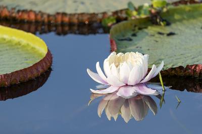 Brazil The Pantanal Flower Of The Giant Lily Pad Premium Photographic Print Ellen Goff Allposters Com