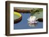 Brazil, The Pantanal, flower of the giant lily pad.-Ellen Goff-Framed Photographic Print