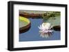 Brazil, The Pantanal, flower of the giant lily pad.-Ellen Goff-Framed Photographic Print