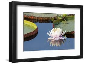 Brazil, The Pantanal, flower of the giant lily pad.-Ellen Goff-Framed Photographic Print