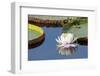 Brazil, The Pantanal, flower of the giant lily pad.-Ellen Goff-Framed Photographic Print