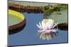 Brazil, The Pantanal, flower of the giant lily pad.-Ellen Goff-Mounted Photographic Print