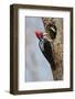 Brazil, The Pantanal, Male crimson-crested woodpecker at the nest hole with its young.-Ellen Goff-Framed Photographic Print