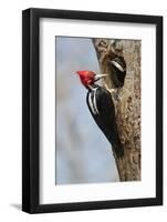 Brazil, The Pantanal, Male crimson-crested woodpecker at the nest hole with its young.-Ellen Goff-Framed Photographic Print