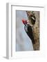 Brazil, The Pantanal, Male crimson-crested woodpecker at the nest hole with its young.-Ellen Goff-Framed Photographic Print