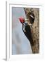 Brazil, The Pantanal, Male crimson-crested woodpecker at the nest hole with its young.-Ellen Goff-Framed Photographic Print