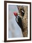 Brazil, The Pantanal, Male crimson-crested woodpecker at the nest hole with its young.-Ellen Goff-Framed Photographic Print