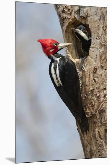 Brazil, The Pantanal, Male crimson-crested woodpecker at the nest hole with its young.-Ellen Goff-Mounted Premium Photographic Print