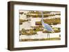 Brazil, The Pantanal, Porto Jofre. Great egret on giant lily pad looking for fish.-Ellen Goff-Framed Photographic Print