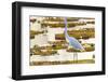 Brazil, The Pantanal, Porto Jofre. Great egret on giant lily pad looking for fish.-Ellen Goff-Framed Photographic Print