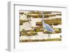 Brazil, The Pantanal, Porto Jofre. Great egret on giant lily pad looking for fish.-Ellen Goff-Framed Photographic Print