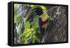 Brazil, The Pantanal. Portrait of a chestnut-eared aracari on a tree trunk.-Ellen Goff-Framed Stretched Canvas