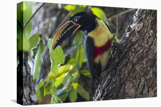 Brazil, The Pantanal. Portrait of a chestnut-eared aracari on a tree trunk.-Ellen Goff-Stretched Canvas