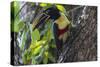 Brazil, The Pantanal. Portrait of a chestnut-eared aracari on a tree trunk.-Ellen Goff-Stretched Canvas