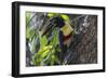 Brazil, The Pantanal. Portrait of a chestnut-eared aracari on a tree trunk.-Ellen Goff-Framed Photographic Print