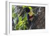 Brazil, The Pantanal. Portrait of a chestnut-eared aracari on a tree trunk.-Ellen Goff-Framed Photographic Print