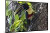 Brazil, The Pantanal. Portrait of a chestnut-eared aracari on a tree trunk.-Ellen Goff-Mounted Photographic Print