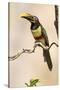 Brazil, The Pantanal. Portrait of a chestnut-eared aracari sitting on a vine.-Ellen Goff-Stretched Canvas