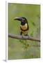 Brazil, The Pantanal, Portrait of a chestnut-eared aracari sitting on a vine.-Ellen Goff-Framed Photographic Print