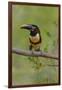 Brazil, The Pantanal, Portrait of a chestnut-eared aracari sitting on a vine.-Ellen Goff-Framed Photographic Print