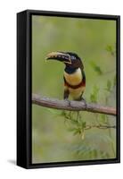 Brazil, The Pantanal, Portrait of a chestnut-eared aracari sitting on a vine.-Ellen Goff-Framed Stretched Canvas