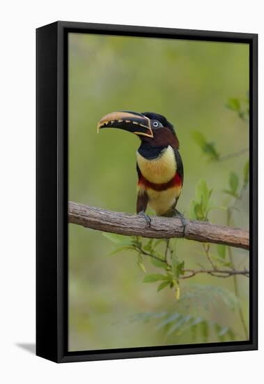 Brazil, The Pantanal, Portrait of a chestnut-eared aracari sitting on a vine.-Ellen Goff-Framed Stretched Canvas